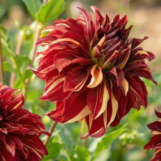 Dalia - Bohemian Spartacus