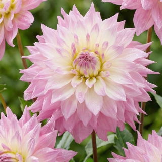 Dalia - Sir Alf Ramsey