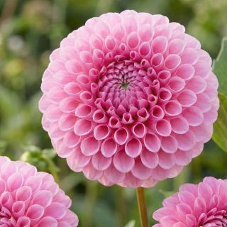 Dalia - Stolze Von Berlin