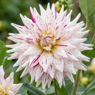 Dalia - Mick's Peppermint