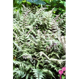 Paproć ogrodowa - Pictum - sadzonka - GIGA paczka! - 50 szt.