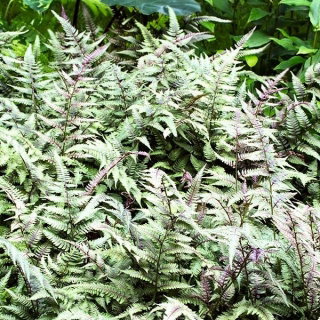 Paproć ogrodowa - Pictum - sadzonka - GIGA paczka! - 50 szt.