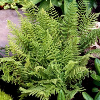 Paproć zielona - Ostrich Plume - GIGA paczka! - 50 szt.