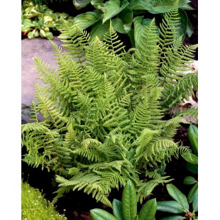 Paproć zielona - Ostrich Plume - GIGA paczka! - 50 szt.