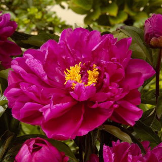 Piwonia, Paeonia - Karl Rosenfield - sadzonka - GIGA paczka! - 50 szt.