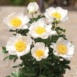 Piwonia, Paeonia - Patio Dublin - niska, doniczkowa - sadzonka - GIGA paczka! - 50 szt.
