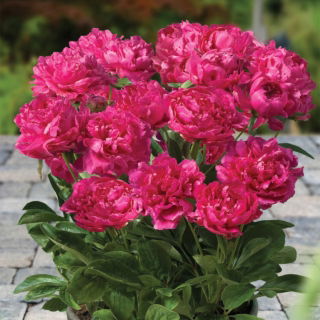 Piwonia, Paeonia - Patio London - niska, doniczkowa - sadzonka - GIGA paczka! - 50 szt.