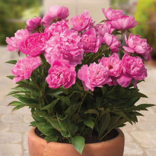 Piwonia, Paeonia - Patio Rome - niska, doniczkowa - sadzonka - GIGA paczka! - 50 szt.