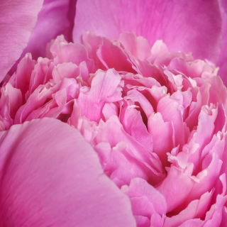 Piwonia, Paeonia - Edulis Superba - sadzonka - GIGA paczka! - 50 szt.