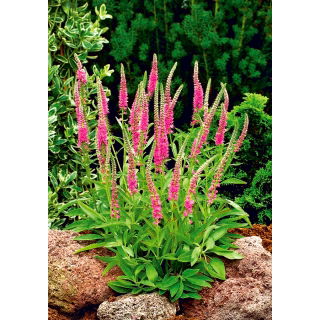 Przetacznik kłosowy różowy - Rose - GIGA paczka! - 50 szt.