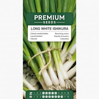 Cebula siedmiolatka Long White Ishikura - zielona