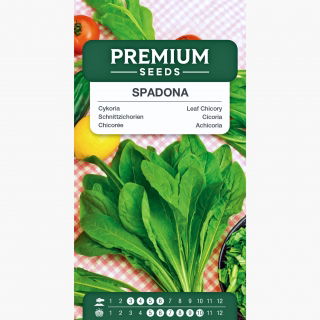 Cykoria liściowa Spadona