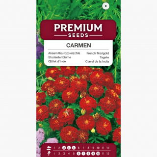 Aksamitka Carmen - rozpierzchła, brązowa