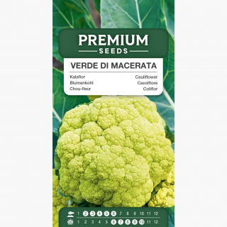 Kalafior Verde di Macerata - o róży zielonej