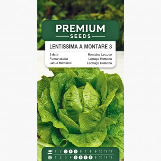 Sałata Lentissima a Montare 3 - rzymska, jasnozielona