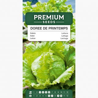 Sałata Doree de Printemps - głowiasta, krucha, o dużych główkach