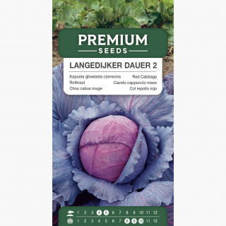 Kapusta głowiasta czerwona Langedijker Dauer 2 - późna