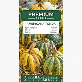 Dynia Americana Tonda