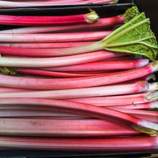 Rabarbar Goliath - sadzonka - GIGA paczka! - 50 szt.