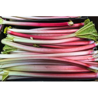 Rabarbar Goliath - sadzonka - GIGA paczka! - 50 szt.