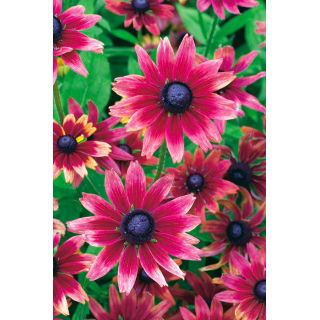 Rudbekia - Cherry Brandy - GIGA paczka! - 50 szt.