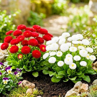 Stokrotka pomponette biała + czerwona- zestaw 2 odmian nasion kwiatów