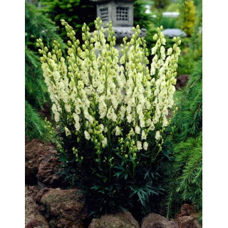 Tojad biały - Aconitum Album - sadzonka - GIGA paczka! - 50 szt.