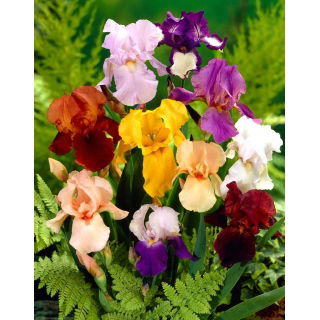 Kosaciec, Irys - Mix - duża paczka! - 10 szt.