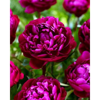 Piwonia, Paeonia - Peter Brand - sadzonka - duża paczka! - 10 szt.