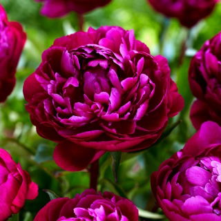 Piwonia, Paeonia - Peter Brand - sadzonka - duża paczka! - 10 szt.