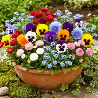 Niezapominajka, bratek i stokrotka - zestaw 3 gatunków nasion