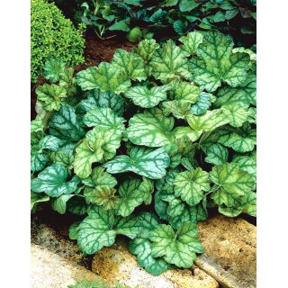 Żurawka - Dale's Strain - GIGA paczka! - 50 szt.