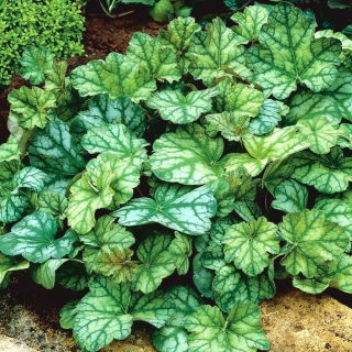 Żurawka - Dale's Strain - GIGA paczka! - 50 szt.