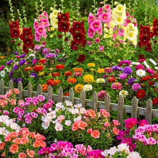 Ogrodowe szaleństwo - zestaw 4 odmian nasion kwiatów