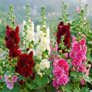 Verona - zestaw 3 rodzajów malw o pięknych kwiatach