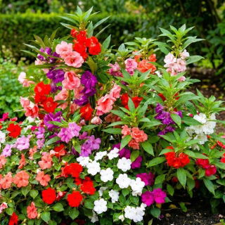 Niecierpek - zestaw 3 odmian nasion kwiatów