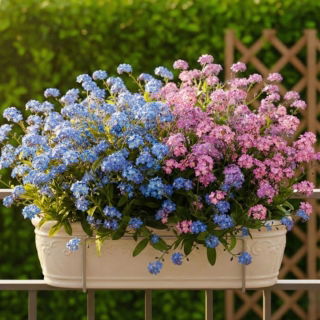 Niezapominajka alpejska różowa i niebieska - zestaw 2 odmian nasion