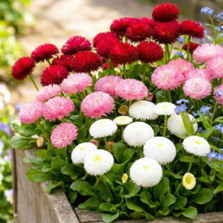 Stokrotka pomponette różowa, czerwona i biała - zestaw 3 odmian nasion