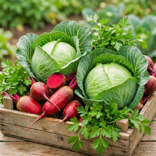 Warzywa do uprawy współrzędnej - Zestaw 7 - 3 gatunki nasion