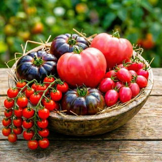 Zestaw L - 4 odmian nasion pomidorów, kolekcja najsmaczniejszych odmian