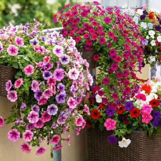 Nasiona petunii - zestaw 4 odmian