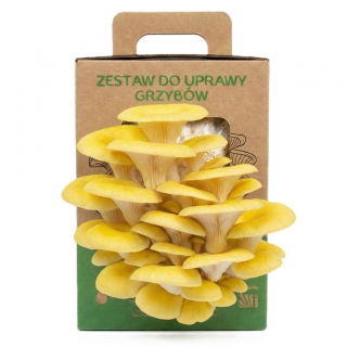 Boczniak cytrynowy - zestaw do uprawy grzybów - na 3 zbiory!