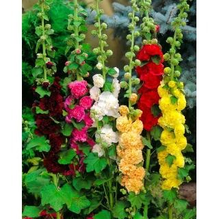 Malwa różowa - mix kolorów - 1 szt.