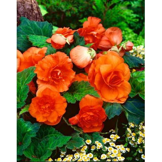 Begonia pełna - pomarańczowa - GIGA paczka! - 100 szt.