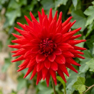 Dalia - Red Pygmy