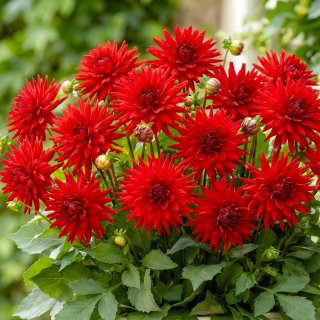 Dalia - Red Pygmy
