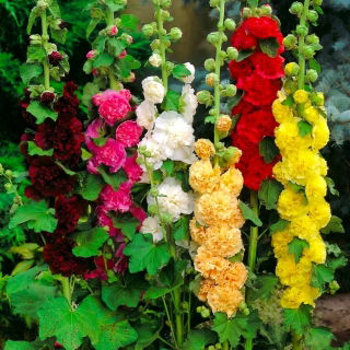 Malwa różowa - mix kolorów - 1 szt.