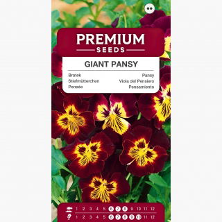 Bratek wielkokwiatowy - brązowy z żółtą plamą