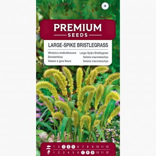 Włośnica wielkokłosowa