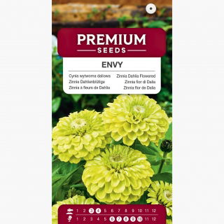 Cynia wytworna daliowa Envy